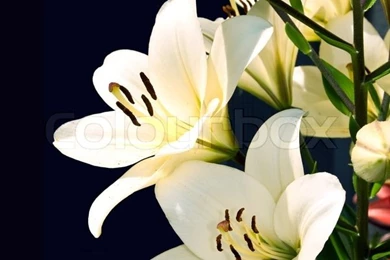 White Lily On Black Background. Stock Photo