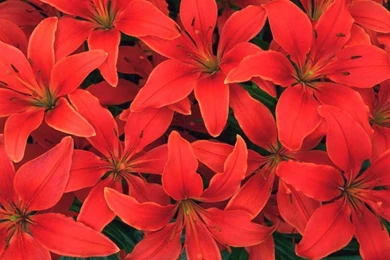 3dsmodels.com   Backgrounds Free Texture And Images Gallery