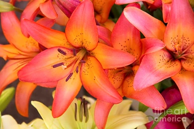 Lilies Backgrounds Photograph By Jane Rix