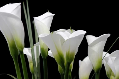 Download Wallpapers 1680x1050 Calla Lilies, White, Black Backgrounds ...