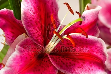 Pink Lilies On A Colored Backgrounds · GL Stock Images