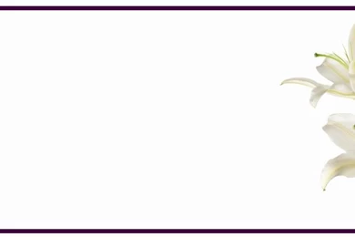 Easter Lilies On White Backgrounds