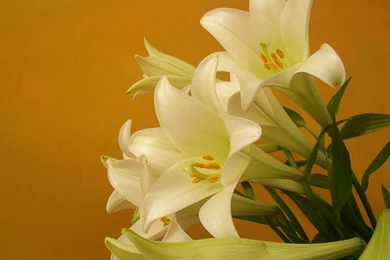 Flowers Computer Desktop Backgrounds Wallpapers