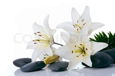 Madonna Lilies With Spa Stone On White Backgrounds Stock Photo