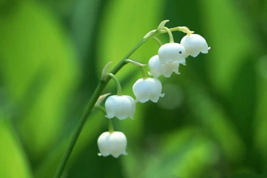 Lily Of The Valey, White Lilies On Green Background, Attractive ...