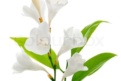 A Fragment Of White Lilies ' Bunch On A White Backgrounds