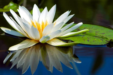 56 Water Lily HD Wallpapers