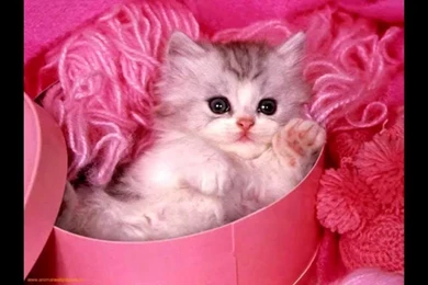 Kittens Wallpapers Collection (40+)