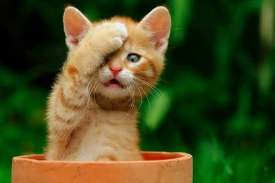 Cute Cat Wallpapers Collection (36+)