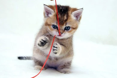 Very, Cute, Little, Cat, Hd Cat Wallpapers, Kittens, Puffy Cats ...