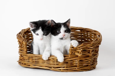2 Very Cute Kitties In A Basket >> HD Wallpaper, Get It Now!