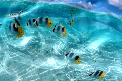 Live Wallpapers   Add Fun And Relaxation To Your Work Lives