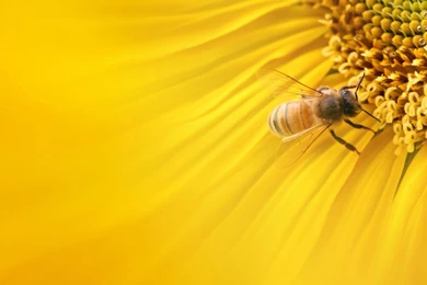 Bee On The Flower HD Wallpapers   HD Images New