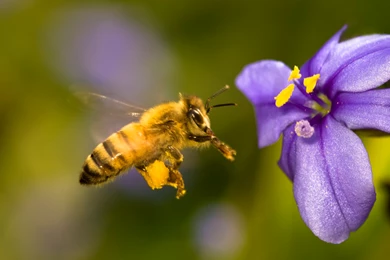 Honey Bees On Purple Flower Wallpaper.jpg