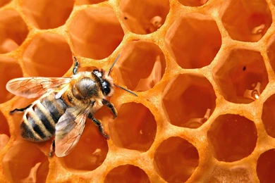 HD Wallpaper 1080p Honey Bee 8.jpg