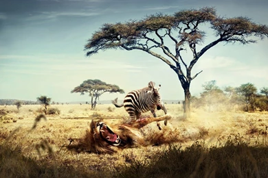 Wallpapers Africa Free Screensavers Play 1024x768