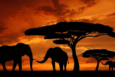 African Sunset Wallpapers