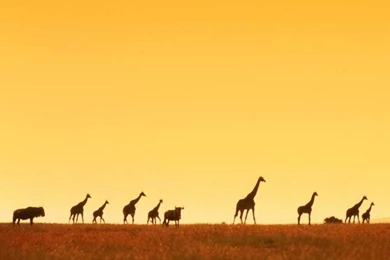 HD Africa Wallpapers   Wallpapermonkey.com