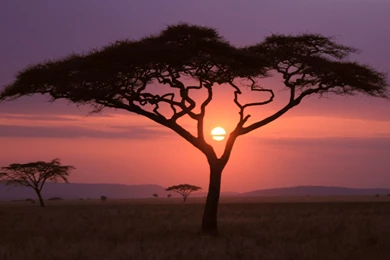 African Sunset Wallpapers