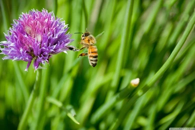 Little Honey Bee HD Desktop Wallpapers : High Definition ...