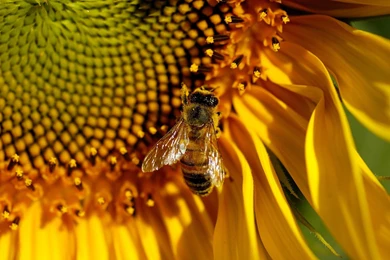 Honey Bees Wallpapers