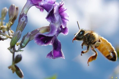 Bee Wallpapers Hd