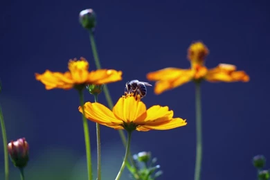 Honey Bee Wallpapers   Wallpapers