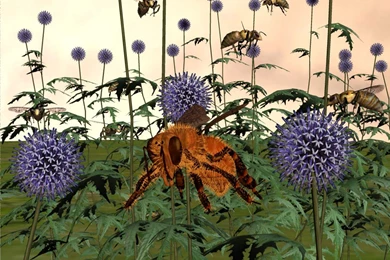 Honey Bee Wallpapers