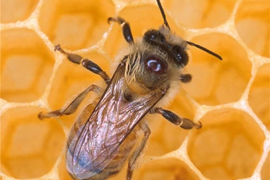 Honey Bee, Honey Bee Wallpaper, Honey Bee Picture, Honey Bee Photo ...