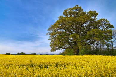 Swedish Fields Wallpaper.jpg