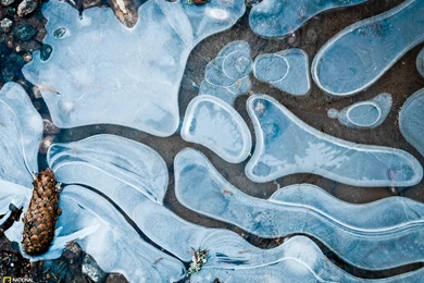 Pinecone Picture    Nature Wallpapers    National Geographic Photo ...