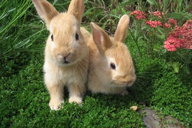 Cute Rabbit HD Beautiful Wallpapers Picture Free For Desktop