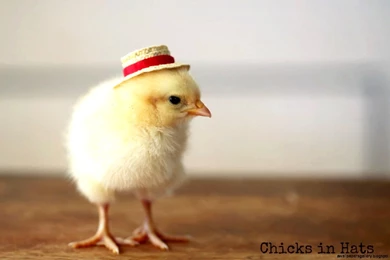 Chicken Desktop Wallpapers