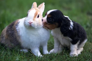 Desktop Wallpapers · Gallery · HD Notebook · Puppy And Rabbit Hd ...