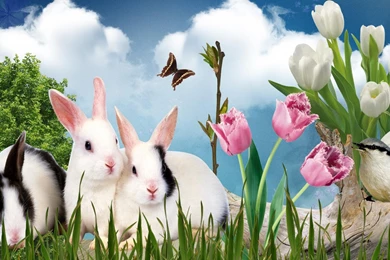 Easter Rabbits Wallpapers