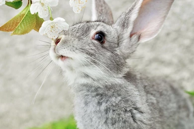 Pretty Simple Rabbit Desktop Backgrounds HD 2048x1360