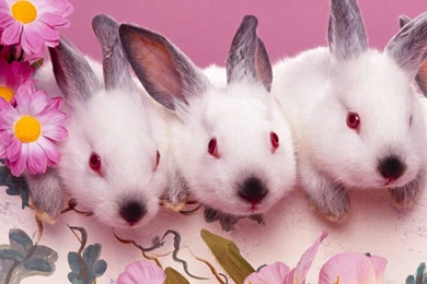 Three Rabbit Wallpapers For Iphone