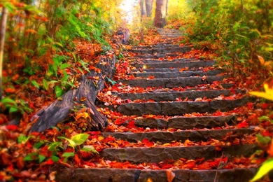 Beautiful Wallpapers