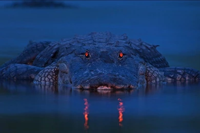 33 Alligator Wallpapers 1749 :: Alligator Desktop Wallpapers