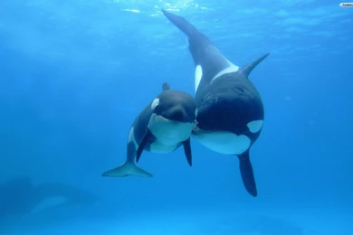 YouWall   Orca Mother And Baby Wallpapers   Wallpaper,wallpapers ...
