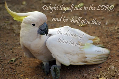 Free Bible Desktop Backgrounds   Nature And Bible