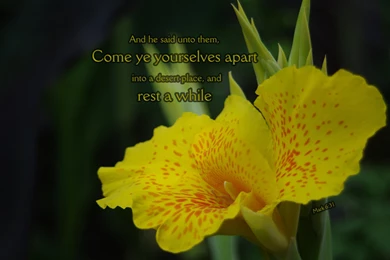 Free Bible Desktop Backgrounds   Nature And Bible