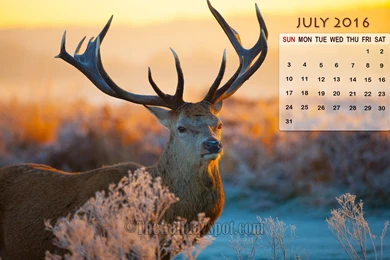 Month Wise Calendar Wallpapers Of 2016