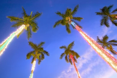 Christmas Palm Tree Wallpapers