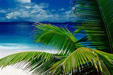 Tropical Christmas Wallpapers