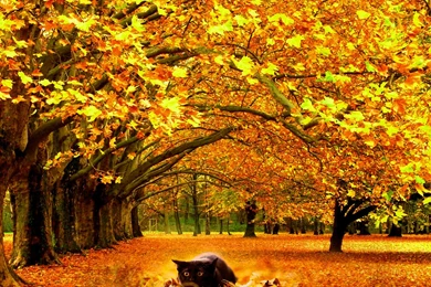 Autumn Wallpapers Free Download – 1800×1350 High Definition ...