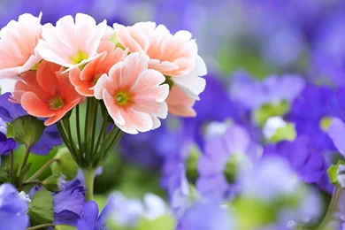 Flower Wallpapers Free Download For Mobile – 1824×1018 High ...