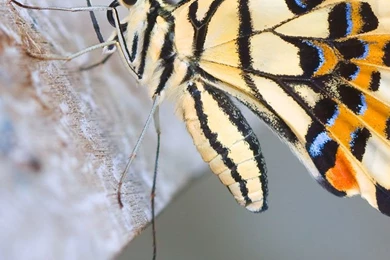 Download iPhone 5 Retina Display HD Wallpapers