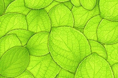 Leaf Iphone 5 Hd Wallpapers 640x1136 Hd Iphone 5 Wallpapers Retina ...