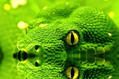 PC Animated Wallpapers Free Download   Wallpapers Animated